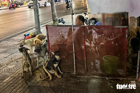 Nuôi cả trăm con chó gây ô nhiễm 8 năm ở quận 4: Vẫn chờ hướng dẫn xử lý- Ảnh 1. Căn nhà nhỏ với gần 100 con chó gây ô nhiễm bị người dân ở đường Hoàng Diệu, phường 9 (quận 4, TP.HCM) phản ánh hơn 8 năm qua - Ảnh: CHÂU TUẤN