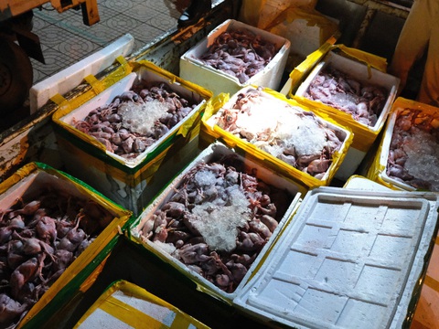 Bắt giữ 2,2 tấn thịt chim bốc mùi hôi thối đang vận chuyển ra Hà Nội tiêu thụ- Ảnh 2. Số thịt chim được vận chuyển đi tiêu thụ đã bốc mùi hôi thối - Ảnh: CACC