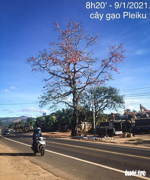 Cây gạo Pleiku đi vào tiềm thức người dân đã chết- Ảnh 1. Cây gạo Pleiku khi còn sống - Ảnh: HUNG NGUYEN