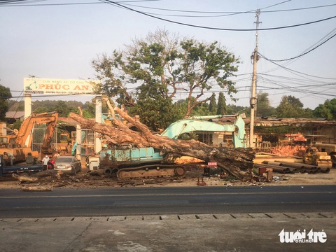 Cây gạo Pleiku đi vào tiềm thức người dân đã chết- Ảnh 3. Cây gạo Pleiku trốc gốc, ngã đổ đè lên một xe múc chiều 7-3 - Ảnh: LÊ HÒA