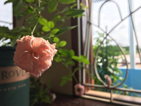 Khoe khoang trên mạng, bạn có đang phải gồng gánh, che đậy cảm xúc- Ảnh 1. Hạnh phúc, thành công như là hương hoa. Ta nên để đó là hương hoa thơm dịu vừa phải... - Ảnh minh họa: MÂY TRẮNG