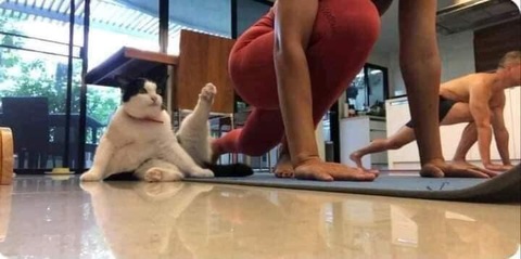 Ảnh vui 9-3: Chú hổ kiểu 'Người anh em bị sao vậy?'- Ảnh 2. Dễ mà! Một... hai...