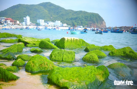 Khung cảnh đẹp như tranh vẽ ở biển Nhơn Hải - Ảnh: LÂM THIÊN Khung cảnh đẹp như tranh vẽ ở biển Nhơn Hải - Ảnh: LÂM THIÊN