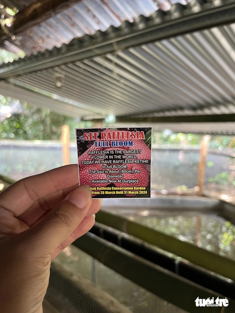 Đến Malaysia chiêm ngưỡng loài hoa lớn nhất thế giới- Ảnh 4. Thông tin về kích thước của bông hoa, thời gian nở được ghi rõ trên vé vào tham quan tại vườn bảo tồn - Ảnh: HẢI KIM
