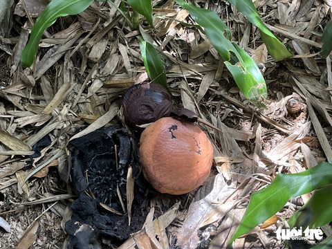 Đến Malaysia chiêm ngưỡng loài hoa lớn nhất thế giới- Ảnh 5. Nụ hoa Rafflesia, kế bên là xác một bông hoa Rafflesia đã héo tàn có màu đen. Theo dự báo, nụ hoa này sẽ nở trong vòng 9 ngày nữa - Ảnh: HẢI KIM