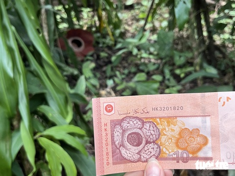Đến Malaysia chiêm ngưỡng loài hoa lớn nhất thế giới- Ảnh 6. Hoa Rafflesia được in trên tờ tiền mệnh giá 10 ringgit của Malaysia - Ảnh: HẢI KIM