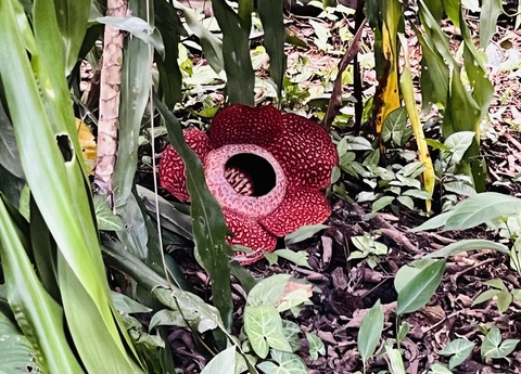 Đến Malaysia chiêm ngưỡng loài hoa lớn nhất thế giới- Ảnh 7. Cận cảnh bông Rafflesia khiến nhiều du khách quốc tế phải tò mò - Ảnh: HẢI KIM