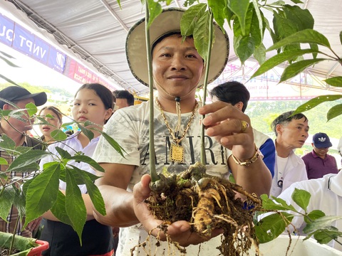 Quảng Nam có sàn thương mại điện tử sâm Ngọc Linh, dược liệu- Ảnh 1. Cây sâm Ngọc Linh - Ảnh: LÊ TRUNG