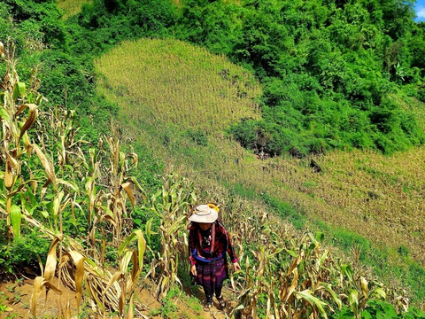 Người dân đi thu hoạch ngô trên núi đá - Ảnh: ĐẶNG TIẾN CÔNG Người dân đi thu hoạch ngô trên núi đá - Ảnh: ĐẶNG TIẾN CÔNG