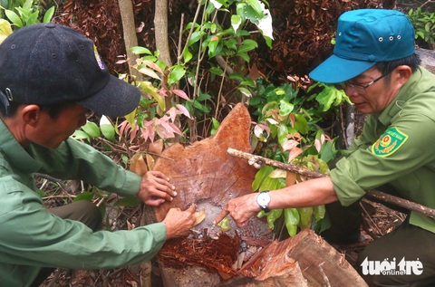 Cán bộ kiểm lâm Ban quản lý rừng đặc dụng Đèo Cả phát hiện một cây ngái tại tiểu khu 344 (xã Hòa Tâm, thị xã Đông Hòa, tỉnh Phú Yên) bị người dân chặt phá để tìm trầm - Ảnh: NGUYỄN HOÀNG Cây ngái lớn tại tiểu khu 344 (xã Hòa Tâm, thị xã Đông Hòa, tỉnh Phú Yên) bị chặt phá để tìm trầm - Ảnh: NGUYỄN HOÀNG
