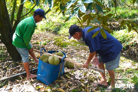 Sầu riêng bất ngờ rớt giá, thương lái năn nhỉ nhà vườn Giá sầu riêng tại các tỉnh miền Tây hiện đã đột ngột quay đầu sau khi lập kỷ lục với mức giá 230.000 đồng/kg cách đây hơn 10 ngày - Ảnh: MẬU TRƯỜNG