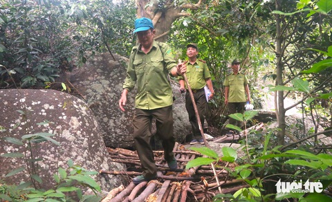 Cán bộ kiểm lâm thuộc Ban quản lý rừng phòng đặc dụng Đèo Cả (thị xã Đông Hòa, tỉnh Phú Yên) tiến hành tuần tra khu vực rừng người dân tự ý chặt phá. đào bới cây rừng để tìm trầm - Ảnh: NGUYỄN HOÀNG Cán bộ kiểm lâm thuộc Ban quản lý rừng đặc dụng Đèo Cả (thị xã Đông Hòa, tỉnh Phú Yên) tuần tra khu vực rừng bị người dân tự ý chặt phá, đào bới để tìm trầm - Ảnh: NGUYỄN HOÀNG