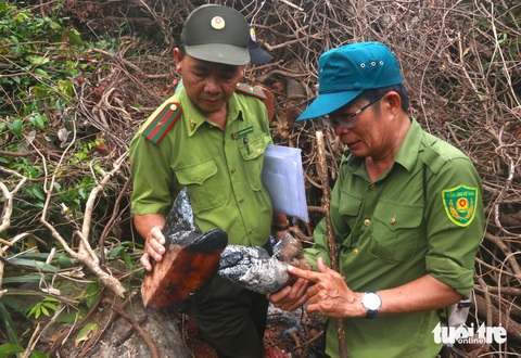 Phần gỗ trong lõi của thân cây ở rừng đặc dụng Đèo Cả bị người dân cạy ra sau đó đốt với lửa để xem thử có phải là trầm hương hay không - Trong ảnh lực lực kiểm lâm đang kiểm tra phần gỗ trong lõi của cây rừng bị người dân đốt rồi vứt lại - Ảnh: NGUYỄN HOÀNG Lực lượng kiểm lâm kiểm tra phần gỗ trong lõi của cây rừng bị người dân đốt rồi vứt lại - Ảnh: NGUYỄN HOÀNG