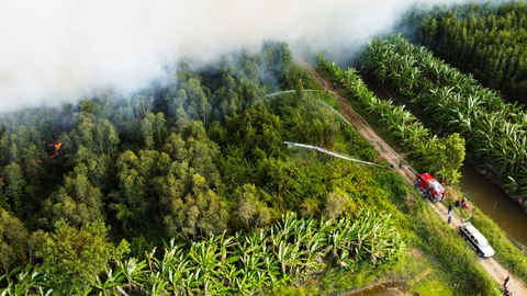 40ha rừng sản xuất ở Cà Mau đang cháy lớn- Ảnh 2. Đám cháy đang lan rộng trong khu vực 40ha của Nông trường 402 - Ảnh: THANH HUYỀN