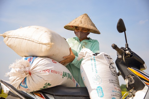 Người nông dân thu gọn lúa sau khi thu hoạch tại một cánh đồng lớn gần Hà Nội - Ảnh: GIA ĐOÀN Nông dân thu gọn lúa sau khi thu hoạch tại một cánh đồng lớn gần Hà Nội - Ảnh: GIA ĐOÀN