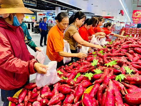 Nhiều siêu thị giải cứu khoai lang Gia Lai- Ảnh 1. Khoai lang của nông dân Gia Lai được người tiêu dùng chọn mua tại hệ thống siêu thị của Central Retail Việt Nam - Ảnh: C.R.V