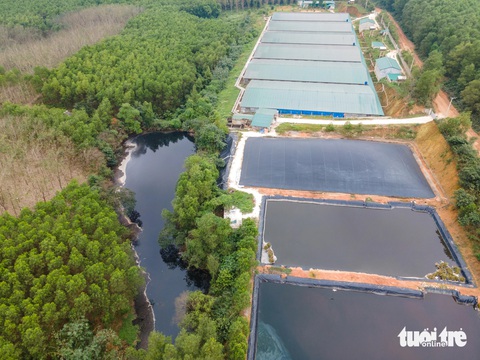 Trang trại heo xả nước thải vượt tiêu chuẩn hàng chục lần ra môi trường- Ảnh 2. Trang trại heo chưa được tái đàn khi chưa hoàn thiện hệ thống xử lý nước thải - Ảnh: HOÀNG TÁO