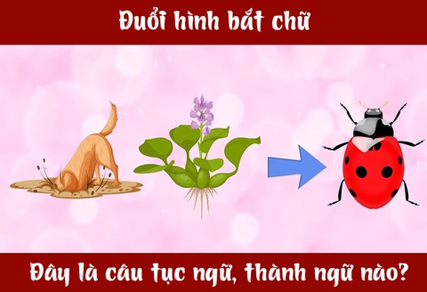 IQ cao có đoán được đây là câu tục ngữ, thành ngữ gì? (P68)- Ảnh 1. IQ cao có đoán được đây là câu tục ngữ, thành ngữ gì? (P68)- Ảnh 1.