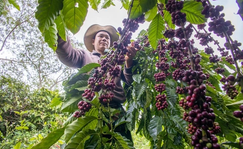 Nông dân Đắk Lắk thu hoạch cà phê - Ảnh: TRUNG TÂN Nông dân Đắk Lắk thu hoạch cà phê - Ảnh: TRUNG TÂN