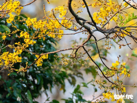 Sơn Trà Đà Nẵng đẹp mơ màng sắc vàng hoa lim xẹt- Ảnh 6. Hoa lim xẹt có 5 cánh, nhụy và cánh hoa đều nhuộm màu vàng ánh - Ảnh: TRẦN MINH TRÍ