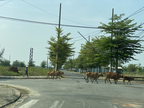 Sông Cổ Cò vẫn 'hấp hối', đô thị 'ma' dày đặc hai bên- Ảnh 4. Các dự án đô thị bỏ hoang giờ làm nơi chăn thả bò của người dân - Ảnh: B.D.