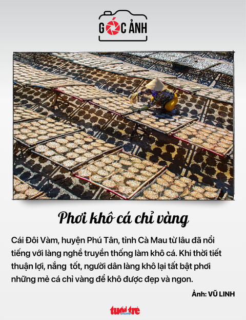 Phơi khô cá chỉ vàng - Ảnh: VŨ LINH
