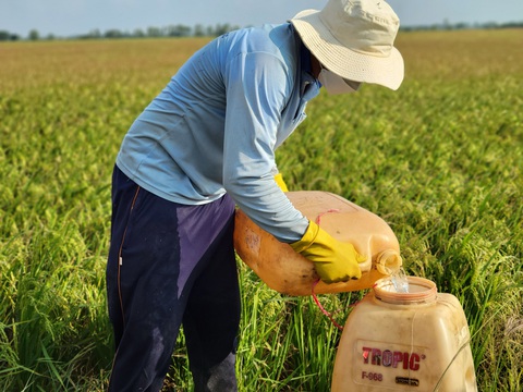 Cận cảnh những cánh đồng lúa khô, chết vì hạn, mặn xâm nhập- Ảnh 8. Ông Danh Phúc (xã Đại Ân 2, huyện Trần Đề) phun thuốc dưỡng hạt và trừ sâu rầy cho cánh đồng lúa bị thiệt hại khá nhiều do nước mặn. Để có nước phun phân thuốc cho lúa, ông Phúc phải mang can đựng nước ngọt từ nhà ra đồng vì nước trên đồng nhiễm mặn không thể pha phun cho lúa được - Ảnh: CHÍ QUỐC