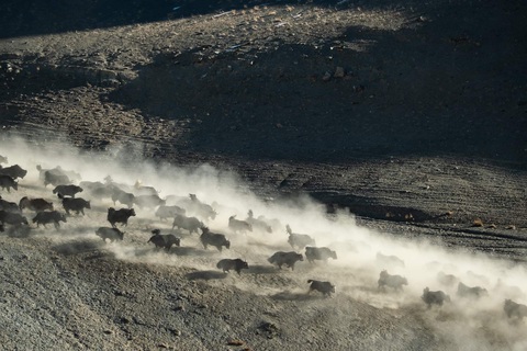 Vội đến Ladakh khi còn được dạo bước trên những dòng sông băng- Ảnh 12. Đàn bò Yak chạy trên bình nguyên