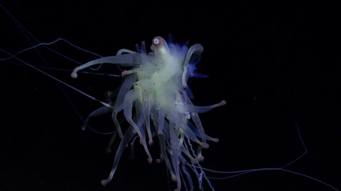 Một loài sifonophore Bathyphysa - Ảnh: Viện Đại dương Schmidt Một con