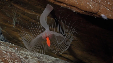 Loài thủy tức (hydroid) - Ảnh: Viện Đại dương Schmidt Một loài thủy tức (hydroid) - Ảnh: Viện Đại dương Schmidt