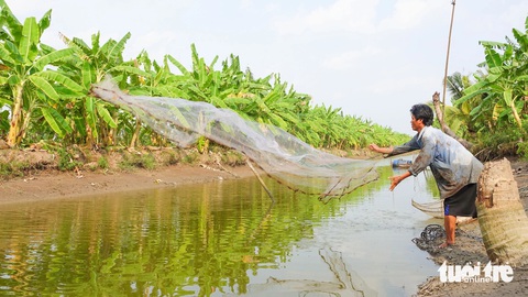 Dân vùng đệm U Minh Thượng mót nước ngọt bơm vào vuông nuôi tôm càng xanh- Ảnh 1. Người dân xã An Minh Bắc (huyện U Minh Thượng) chài lưới để kiểm tra tôm càng xanh trên vuông nuôi - Ảnh: CHÍ CÔNG
