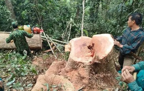 Cưa 1 cây gỗ rừng về làm nhà, 5 người bị bắt- Ảnh 1. Gốc cây gỗ vừa bị chặt hạ tại hiện trường - Ảnh: Bộ đội biên phòng tỉnh Thanh Hóa cung cấp