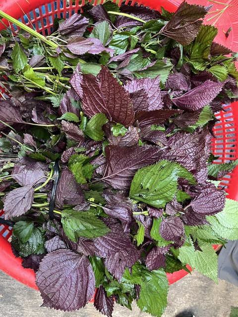 Nước tía tô làm đẹp da, chống viêm- Ảnh 1. Lá tía tô được bày bán ở chợ Tân Sơn Nhất TP.HCM - Ảnh: THÙY DƯƠNG