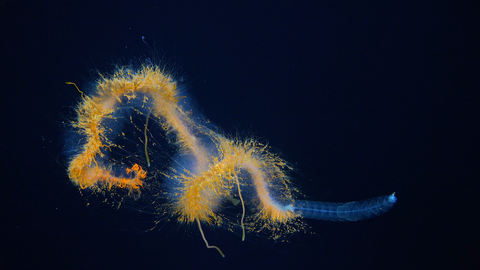 sinh vật này chưa biết tên, chỉ tạm gọi là galaxy siphonophore Sinh vật kỳ lạ này chưa biết tên, được tạm gọi là galaxy siphonophore - Ảnh: Viện Đại dương Schmidt