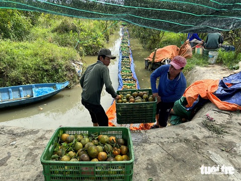 Cam sành rớt giá còn 5.000 đồng/kg, nhiều nhà vườn lao đao- Ảnh 1. Người dân thu hoạch cam tại Trà Vinh - Ảnh: HOÀI THƯƠNG