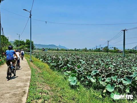 Khách tàu biển đi xe đạp khám phá đồng quê Nha Trang- Ảnh 6. Những cánh đồng sen khiến nhiều du khách thích thú - Ảnh: MINH CHIẾN