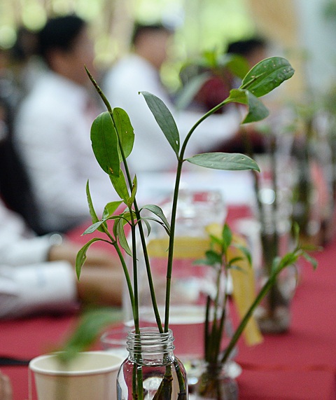 Mầm đước nay đã trở thành biểu tượng của Cần Giờ, thay cho hoa ở những buổi hội họp Mầm đước nay đã trở thành biểu tượng của Cần Giờ, thay cho hoa ở những buổi hội họp