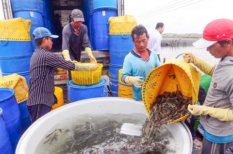 Thu hoạch tôm ở Sóc Trăng để xuất khẩu - Ảnh: QUANG ĐỊNH Thu hoạch tôm ở Sóc Trăng để xuất khẩu - Ảnh: QUANG ĐỊNH