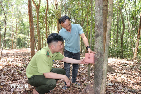 Nhân viên bảo tồn, kiểm lâm 'tiếp nước' và khoáng chất cho thú rừng mùa khô- Ảnh 1. Lực lượng kiểm lâm và cán bộ của Khu bảo tồn thiên nhiên văn hóa Đồng Nai kiểm tra một bánh muối khoáng dạng “đá liếm” để cung cấp thêm khoáng chất cho động vật hoang dã tại rừng Mã Đà - Ảnh: TTXVN