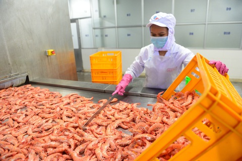 Mỹ, Trung Quốc 'đua nhau' mua tôm, cua, cá từ Việt Nam- Ảnh 1. 3 tháng đầu năm nay Mỹ, Trung Quốc 'đua nhau' mua tôm, cua, cá từ Việt Nam - Ảnh: QUANG ĐỊNH