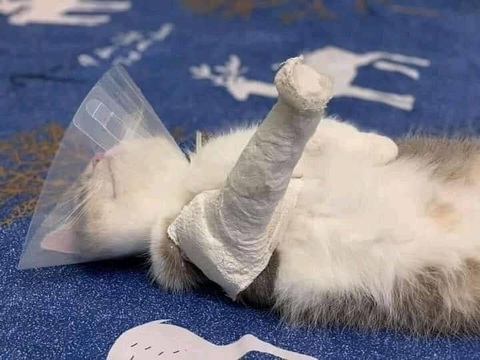 Ảnh vui 15-4: Muốn thì tìm cách, không muốn thì tìm lý do- Ảnh 4. Nuôi phải