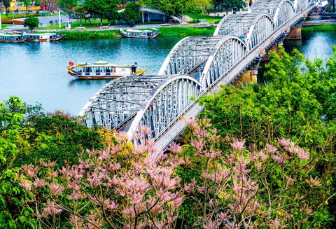 Ngắm ngô đồng, loài hoa ‘vương giả’ nở hồng trời xứ Huế- Ảnh 6. Hoa ngô đồng cạnh cầu Trường Tiền - biểu tượng du lịch xứ Huế - Ảnh: LÊ ĐÌNH HOÀNG