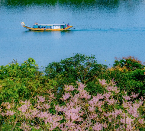 Ngắm ngô đồng, loài hoa ‘vương giả’ nở hồng trời xứ Huế- Ảnh 3. Hoa ngô đồng xứ Huế khoe sắc bên sông Hương - Ảnh: LÊ ĐÌNH HOÀNG