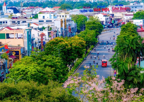 Ngắm ngô đồng, loài hoa ‘vương giả’ nở hồng trời xứ Huế- Ảnh 4. Hoa ngô đồng như những