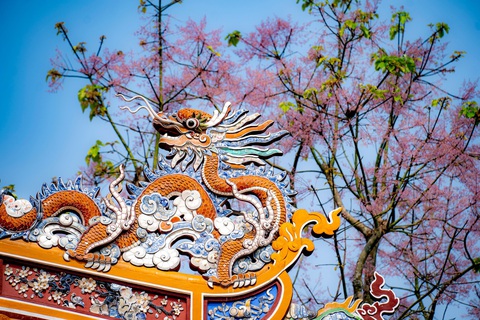 Ngắm ngô đồng, loài hoa ‘vương giả’ nở hồng trời xứ Huế- Ảnh 5. Cây ngô đồng nở ở một gốc hoàng cung - Ảnh: LÊ ĐÌNH HOÀNG