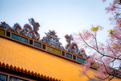 Ngắm ngô đồng, loài hoa ‘vương giả’ nở hồng trời xứ Huế- Ảnh 1. Cây ngô đồng xứ Huế nở rộ bên trên điện Thái Hòa - Ảnh: LÊ ĐÌNH HOÀNG