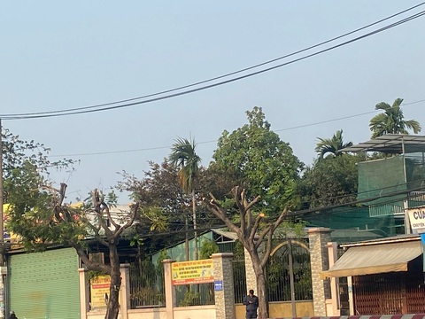 Vì sao hàng cây xanh ở quận Bình Tân bị cắt trụi lủi giữa lúc nắng nóng?- Ảnh 2. Hàng cây trụi lá nhìn từ phía bên kia đường - Ảnh: HỒNG ĐIỆP