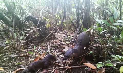 Những con rái cá có bộ lông mượt trong rừng ngập mặn - Ảnh: Fauna & Flora/FCEE Những con rái cá lông mượt trong rừng ngập mặn - Ảnh: Fauna & Flora/FCEE