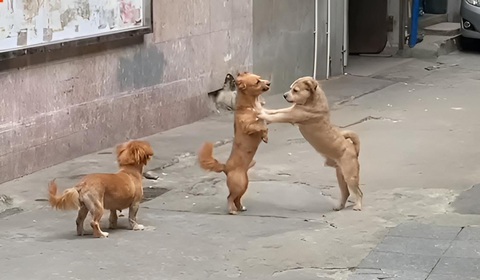 Ảnh vui 17-4: Tại sao trên trần nhà có chiếc dù đỏ?- Ảnh 6. Một vụ đánh ghen kinh hoàng.