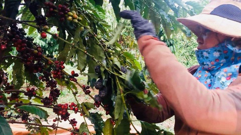 Tăng 'điên cuồng' như vàng, giá cà phê gần chạm mốc 120.000 đồng/kg- Ảnh 1. Tăng 'điên cuồng' như vàng, giá cà phê gần chạm mốc 120.000 đồng/kg - Ảnh: NGUYỄN TRÍ